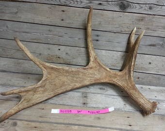 Moose Antler- Fresh Medium Shed- Lot No. 70758HP