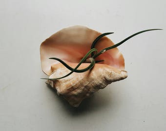 Natural Conch Shell Air Plant Holder - Beachy Bohemian Decor