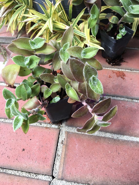 wandering jew plant fuzzy leaves