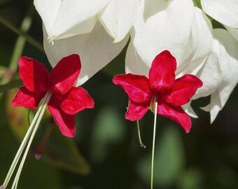 Bleeding Heart Vine Plants (Two Plants) - Clerodendrum Thomsoniae plants