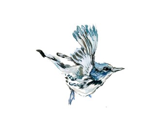 Watercolor Cerulean Warbler Inkjet Print