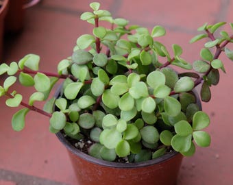 Dwarf Jade Plant, LARGE Succulent Elephant Bush Portulacaria Afra, Succulent Terrarium Plants Rare Succulent Plant Cutting, Unique Succulent