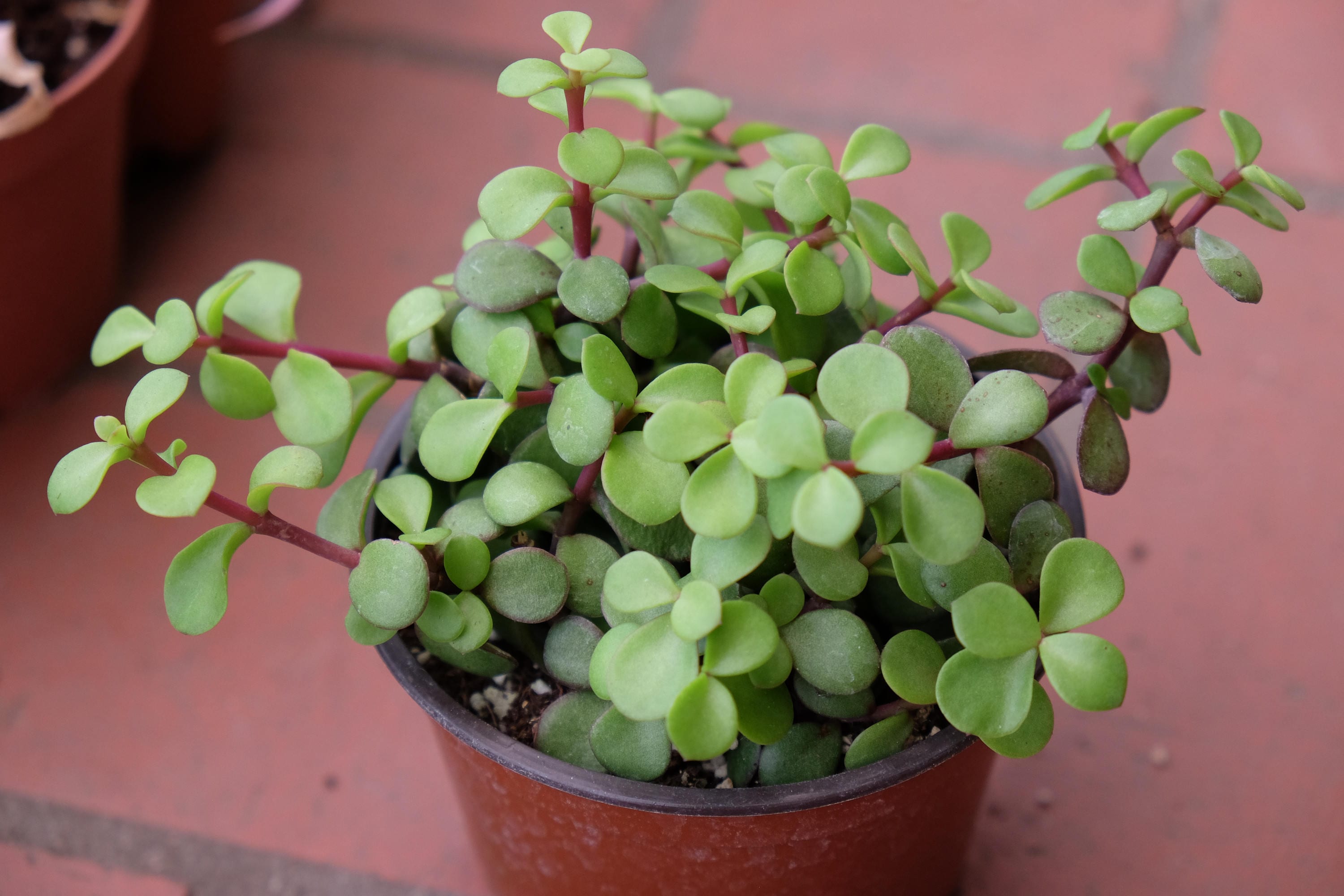 Dwarf Jade Plant LARGE Succulent Elephant Bush Portulacaria