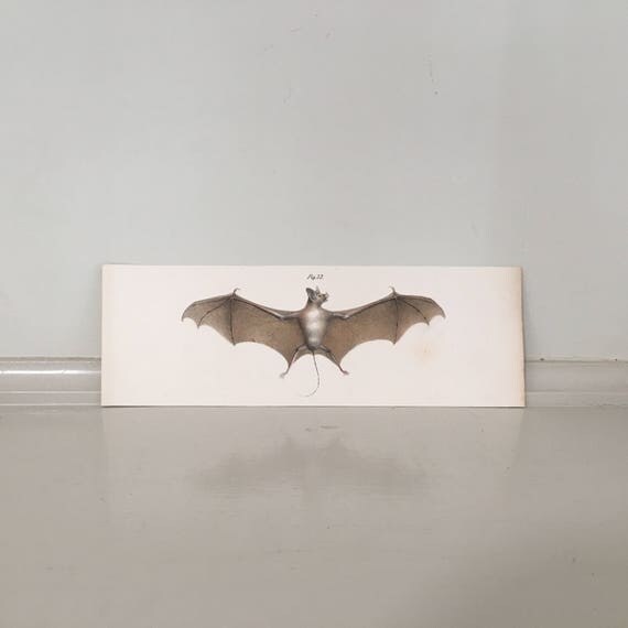 1860 ANTIQUE BAT ENGRAVING rare original antique bats print