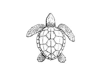 Sea Turtle SVG and PNG Digital Download - sea turtle graphic - digital download sea turtle vector silhouette