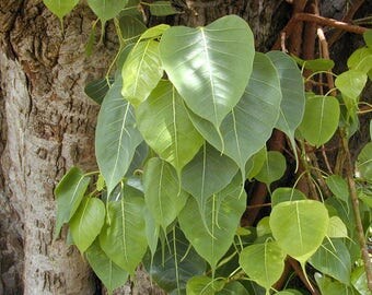 Ficus religiosa | Sacred Fig | Bodhi Tree | Pippala | Peepul | Peepal | 50_Seeds