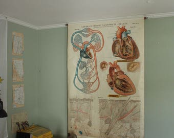 American Frohse Anatomical Chart (Circulatory)
