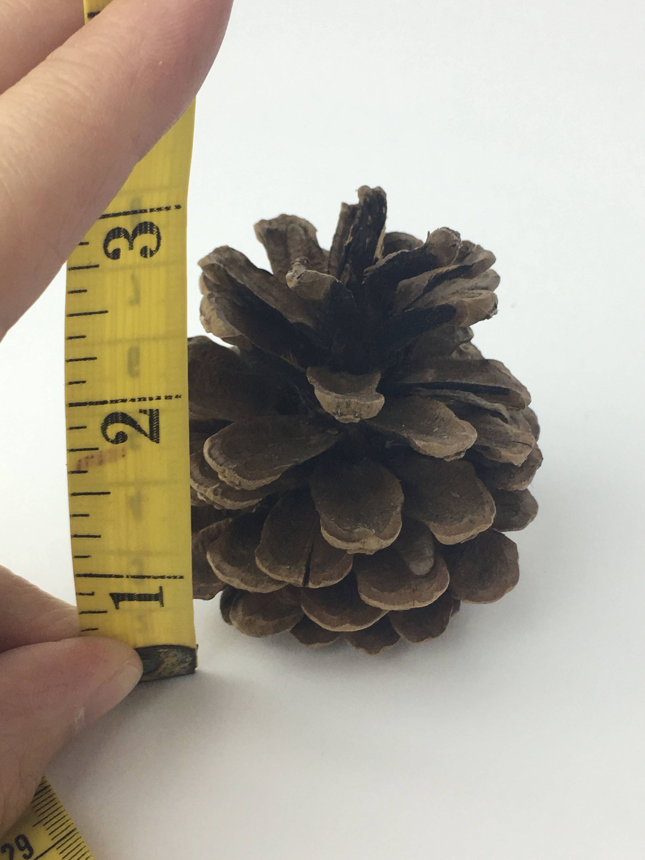 Medium size Pine Cones for decoration and crafting One Dozen