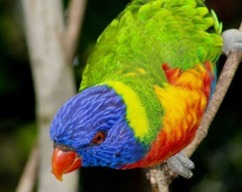 lorikeet/photography/canvas/prints/gift card/bird photography/parrot