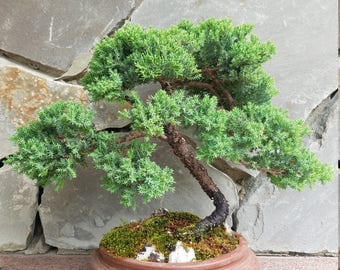 Procumbens Juniper Bonsai