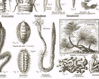 annelids ringed worms Annelida also known as ringed worms, are a invertebrate phylum it has over 17,000 species today, including earthworms, leeches, and polychaete, which are annelids that live in the water these animals are made of segments that are almost identical. annelids ringed worms Annelida also known as ringed worms, are a invertebrate phylum it has over 17,000 species today, including earthworms, leeches, and polychaete, which are annelids that live in the water these animals are made of segments that are almost identical.