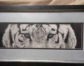 Siberian Eyes - Original Graphite and Colored Pencil