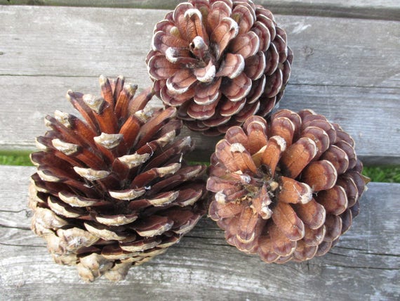 Large Pine Cones x 3 from Scots Pine Tree