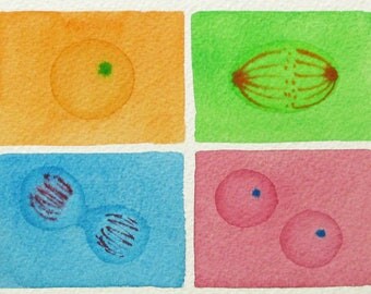 Mini Pastel Mitosis - original watercolor - cell cycle