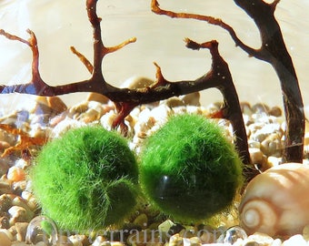 2+ Small Marimo Moss Ball: INEXPENSIVE or FREE Shipping - Need extra Marimos for your Aquarium?
