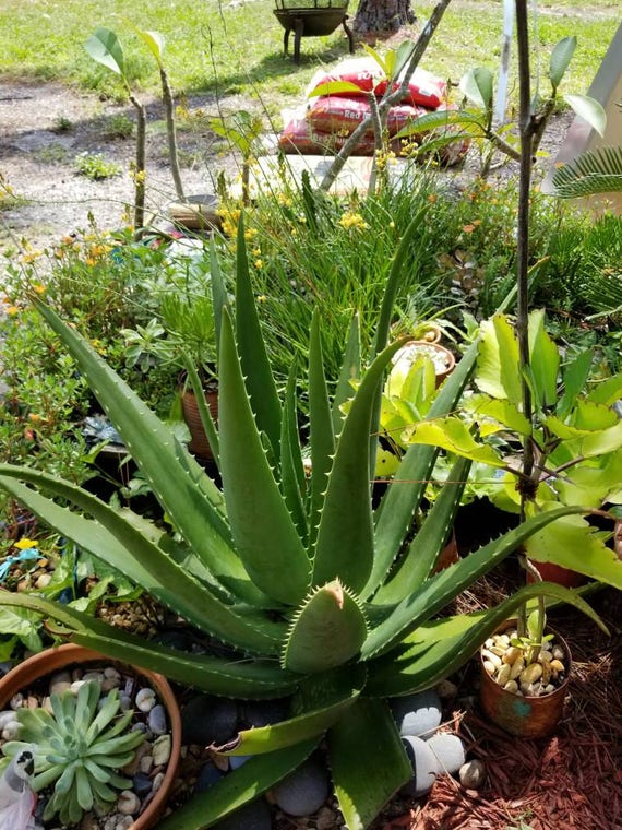 Small to medium aloe plant pups. 3 to 4 per order. Grows fast.