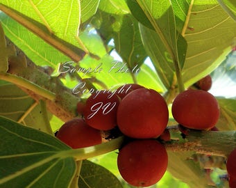 15 seeds Banyan Fig Tree Houseplant Seeds Ornamental Tropical Plant Ornamental RARE Standard or Container or Outdoors Ficus benghalensis