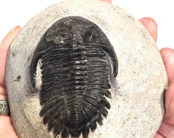 Natural Trilobite Fossil in Matrix, Millions of Years Old, Collectible, Paperweight or Home Decor