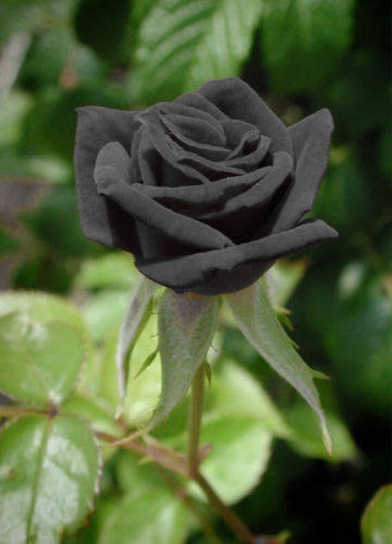 80 Black Rose Bush Seeds Rare Exotic &amp; Beautiful Perennial