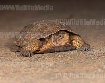 Western Pond Turtle (Actinemys marmorata)