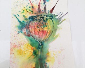 Original ink drawing of a poppy seed head