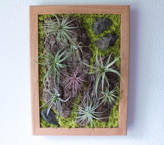 Tillandsia Living Wall by Midnight Blossom Air Plant Wall
