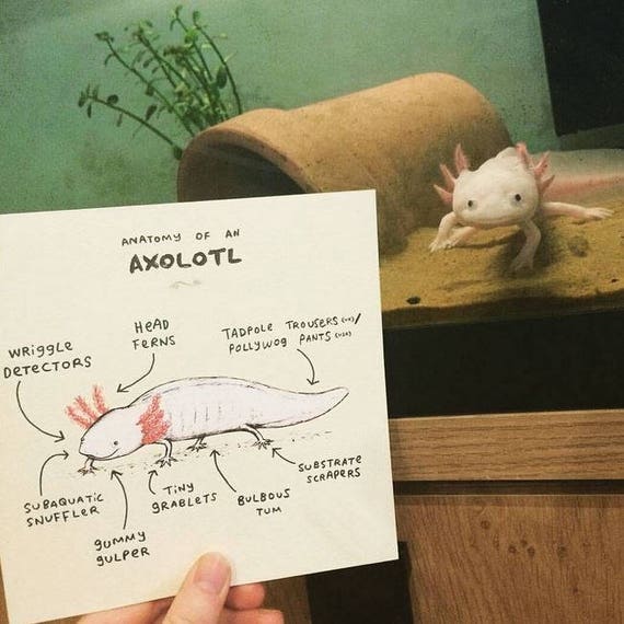 Anatomy Of An Axolotl Card anatomy-of-an-axolotl-card