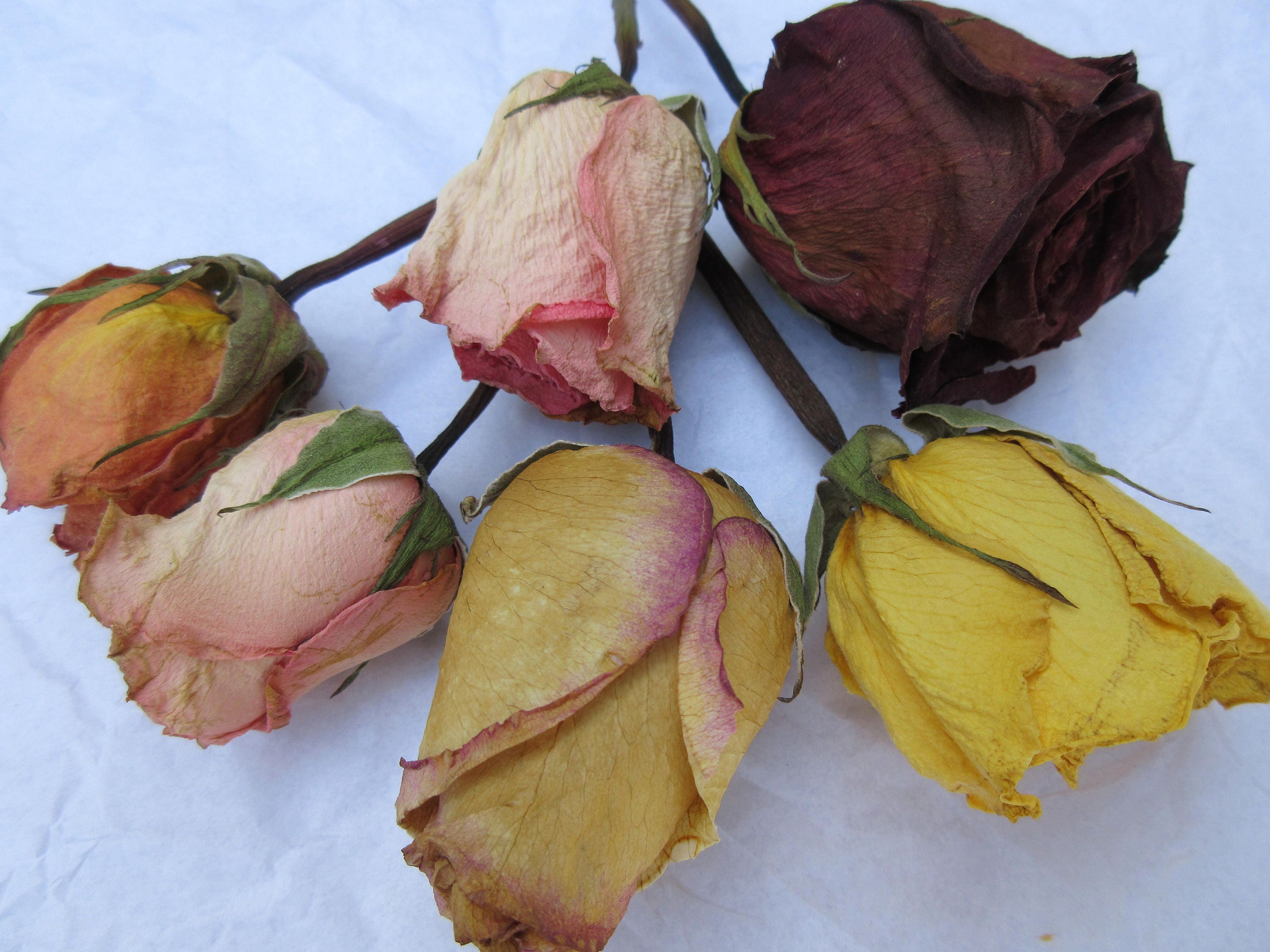 Dried Roses Large Dry Whole Rose Heads Assorted Colors Mini
