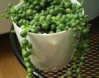String of Pearls Succulent-Senecio - 4 inch pot