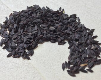 Wild Lettuce, Lactuca virosa, VIABLE SEEDS ~ Sacred Herbs from Schmerbals Herbals