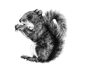 Squirrel print - mounted