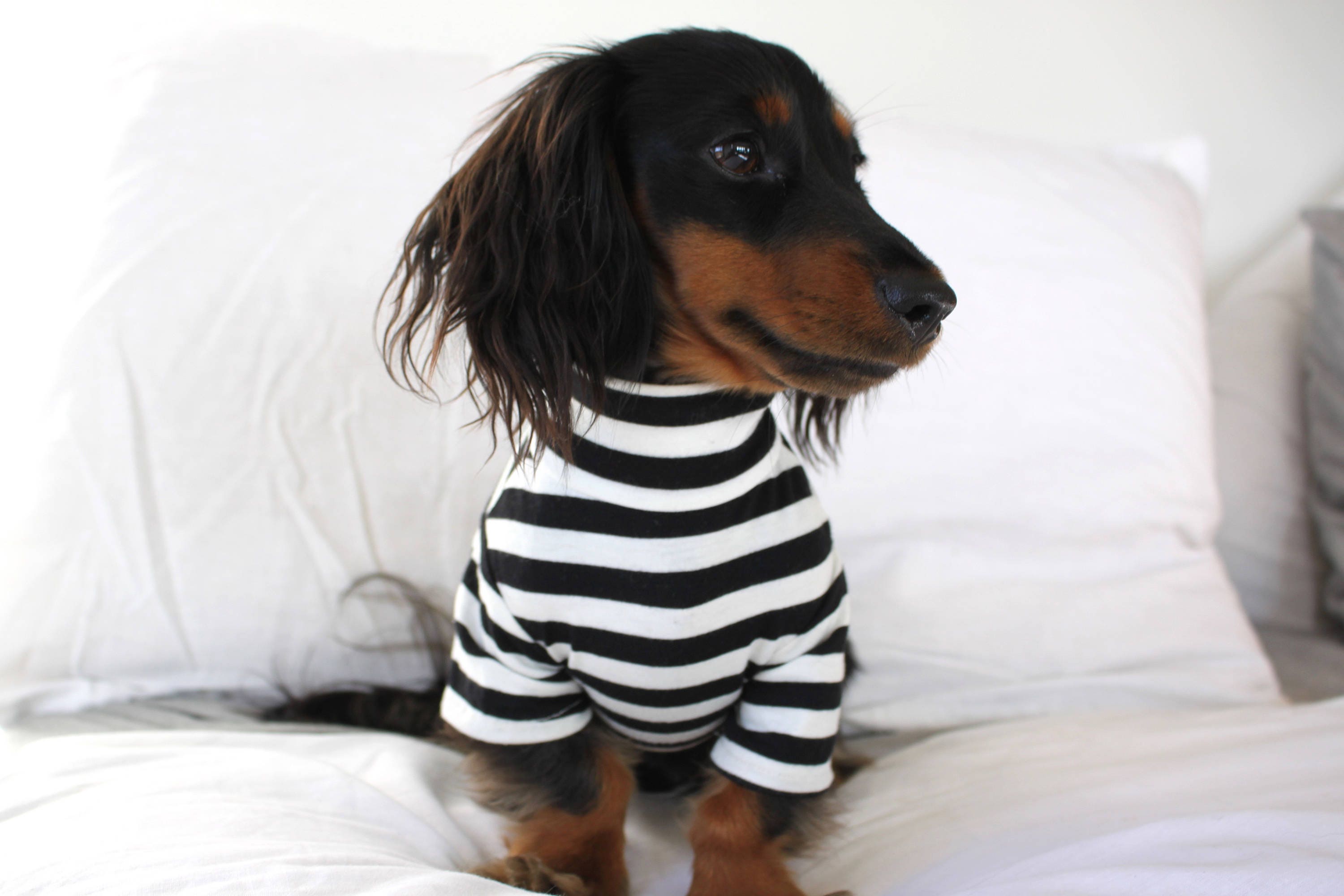 dog striped shirt