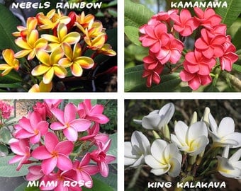 10 Plumeria ( Frangipani, Hawaiian Lei Flower ) Seeds, Rare Exotic Flower Plant Seeds, Mix 4 Colors