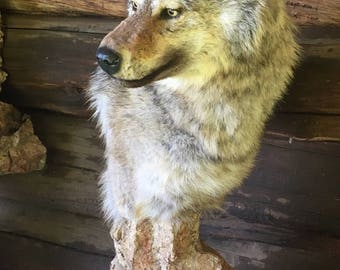 Real Timber Wolf Mount Taxidermy w/ Base Log Cabin Decor subordinate pack member (medium size)