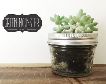 Live succulent plant, Jelly Bean plant for your desk. Plants size .75 - 1.5 inch in cute glass jar. Small Plant for Desk, Gift for Coworkers