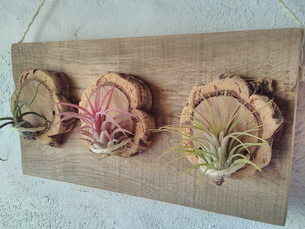 Air plant Wall Holder Reclaimed Wood slices air plant hanger