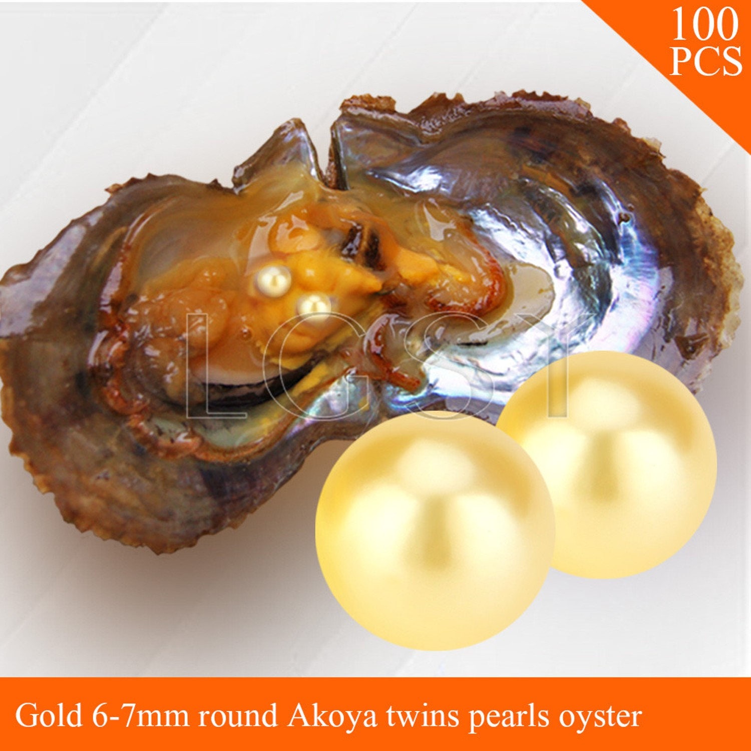 Akoya Oysters W/ 50 Gold Twin Pearls Unopened Akoya Oysters, Party