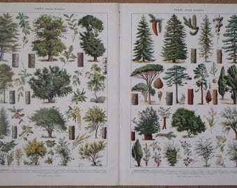 PAIR of Vintage Prints of FOREST TREES 'Foret (Arbres forestiers)' 1930 antique illustration types of forest trees with blossom and fruit