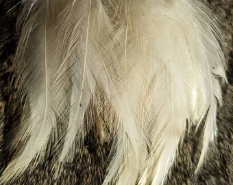 Natural Speckled Dusty Ivory Rooster Hackle Feathers - 50