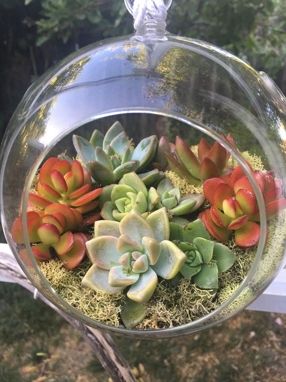 Large Succulent Terrarium Hanging Succulent Terrarium