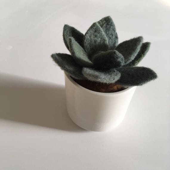 Needle Felted Succulent. Felted Plant. Plant Decor. Potted
