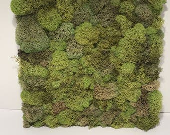 moss preserved wood