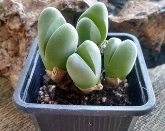 Cheiridopsis growth succulent