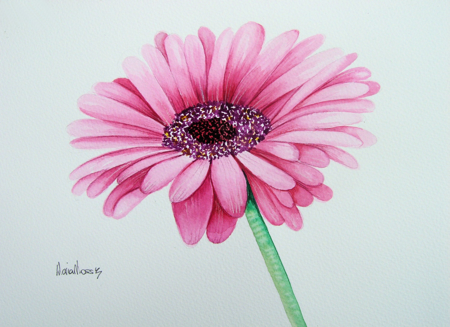Цветы рисунок карандашом цветным Гербера