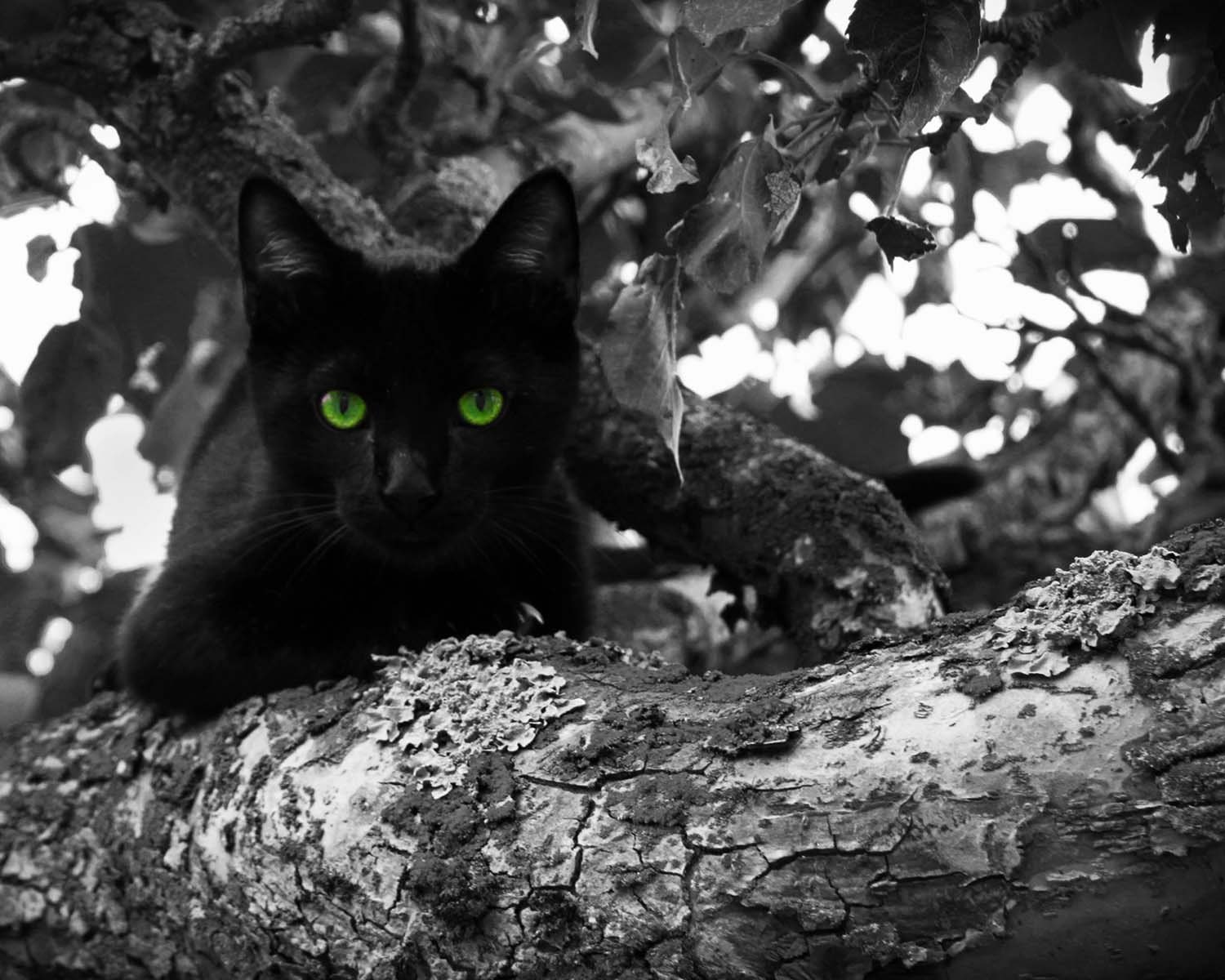 Черный кот в лесу