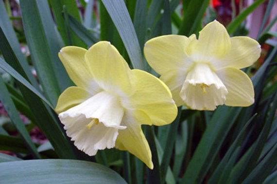 Narcissus Narcissus Print
